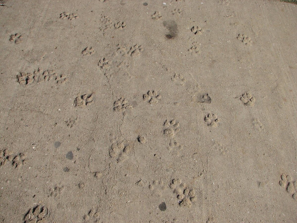 Tierarzt untersucht die Pfote eines Hundes