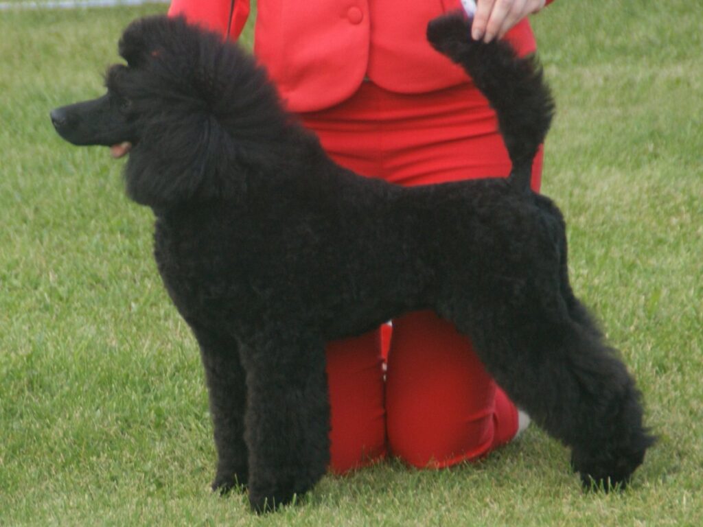 Mittelgroßer schwarzer Pudel
