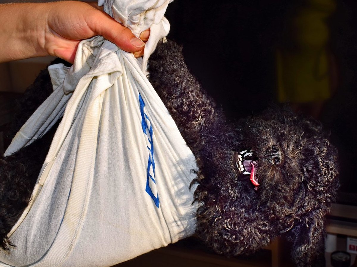 Puli in Bewegung beim Hundesport