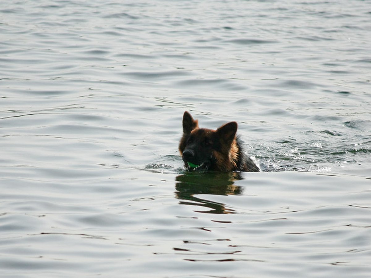 Schwimmender Hund