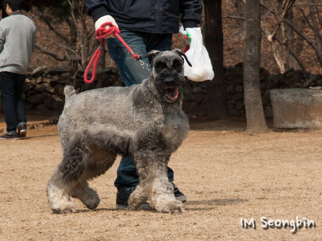 Riesenschnauzer mit pfeffersalzfarbenem Fell an der Leine im Freien