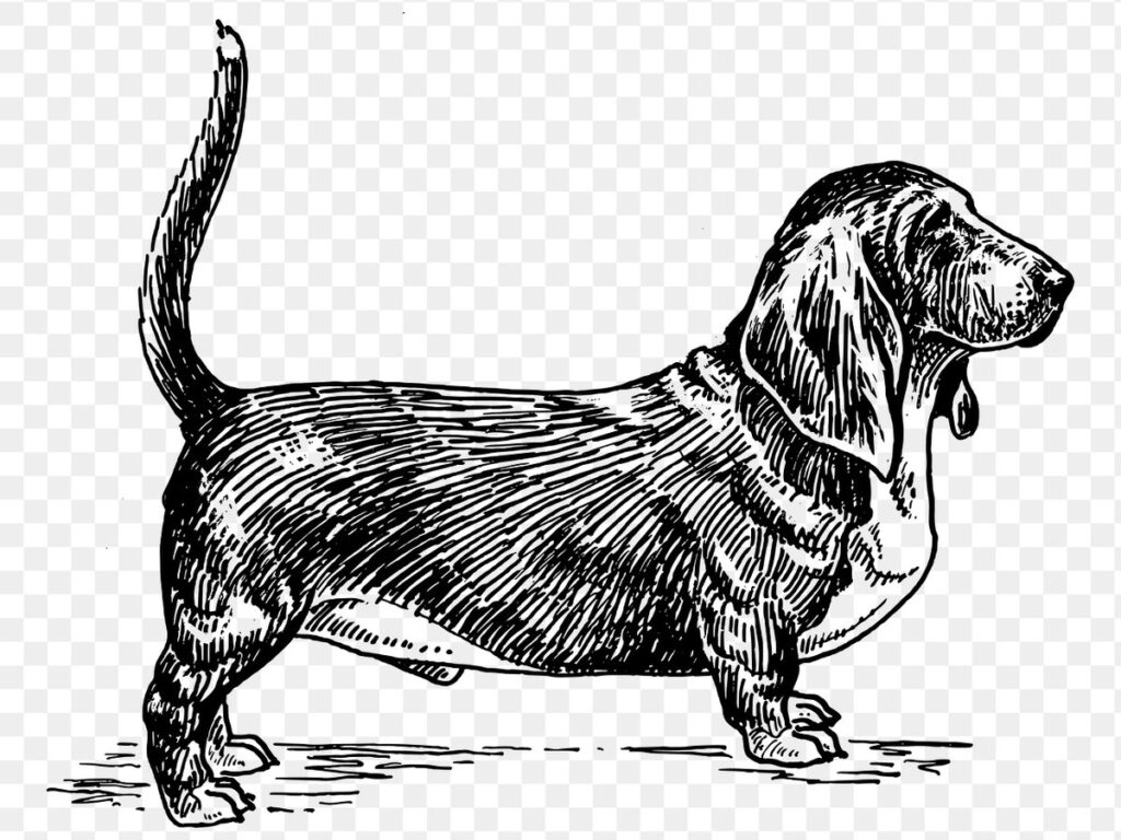 Basset Hound, eine ruhige französische Laufhundrasse