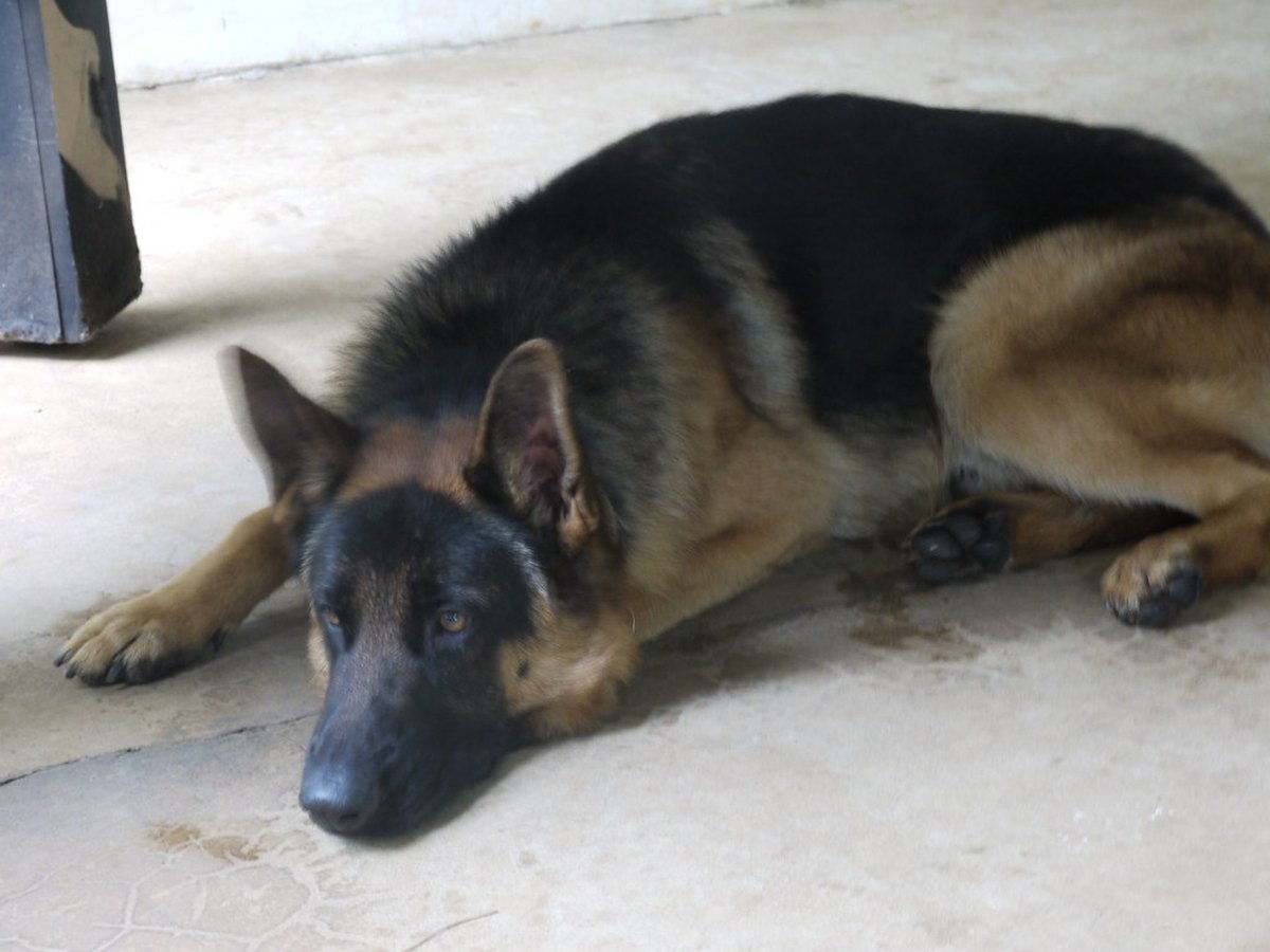 Schäferhundwelpe wird im Freien trainiert