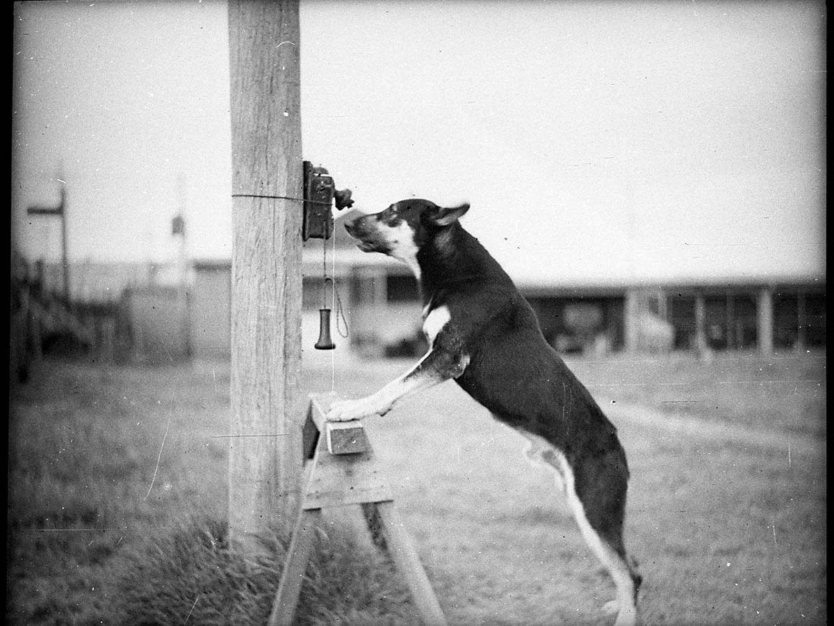 Deutscher Schäferhund steht aufmerksam auf einer Wiese