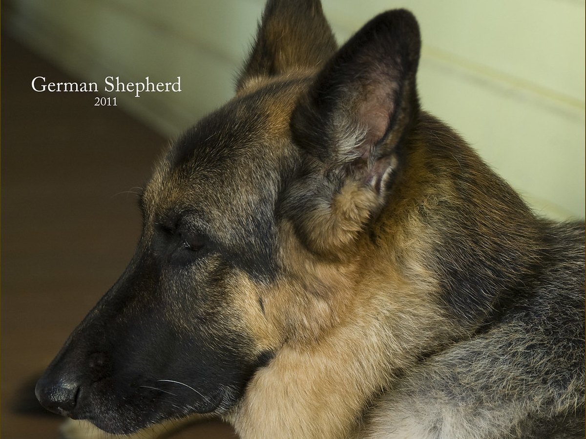 Deutscher Schäferhund bei einer Trainingsübung