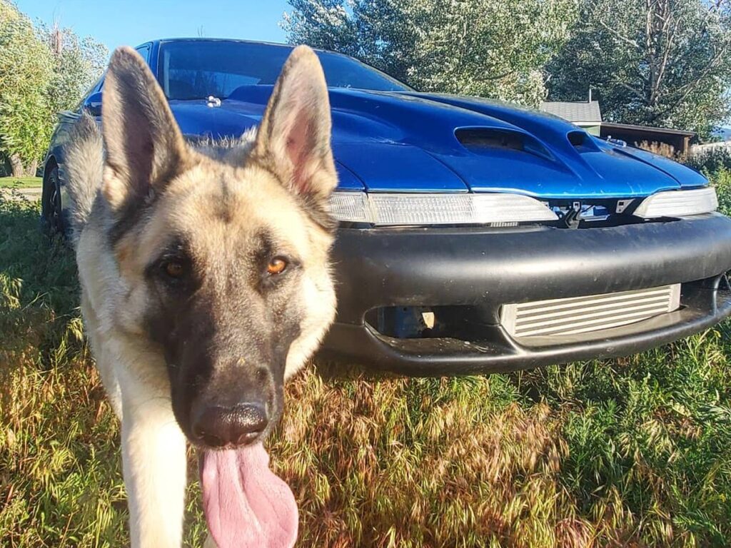 Deutscher-Schäferhund-Welpe im Gras