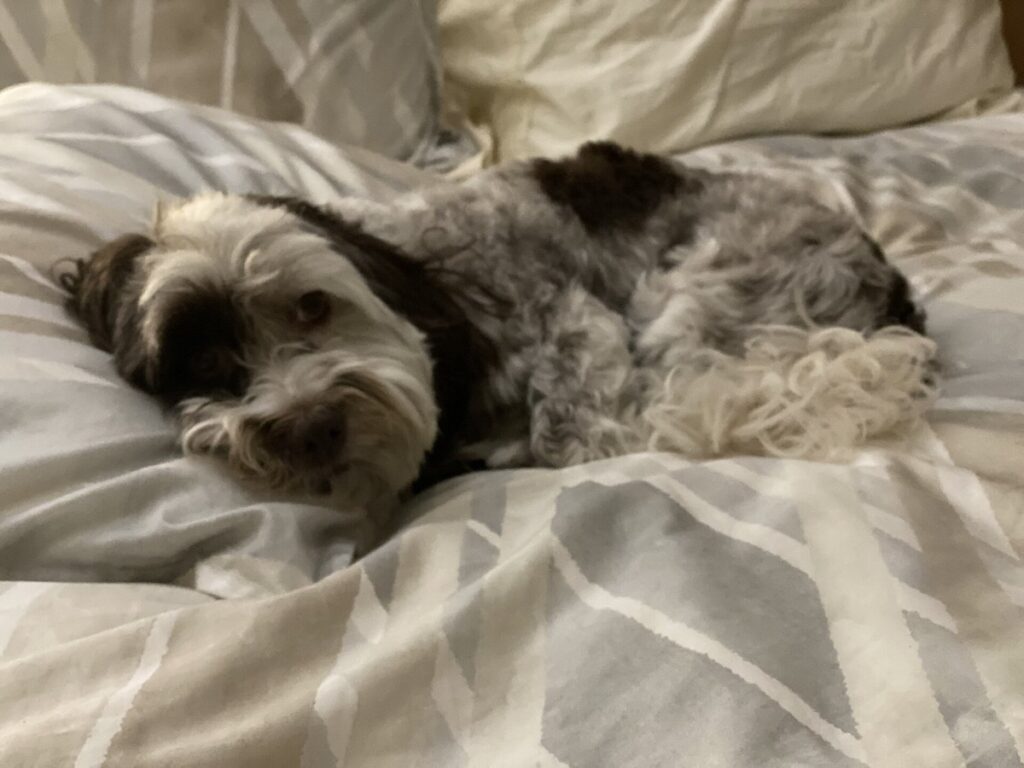 Hund liegt zusammengerollt auf einer Decke