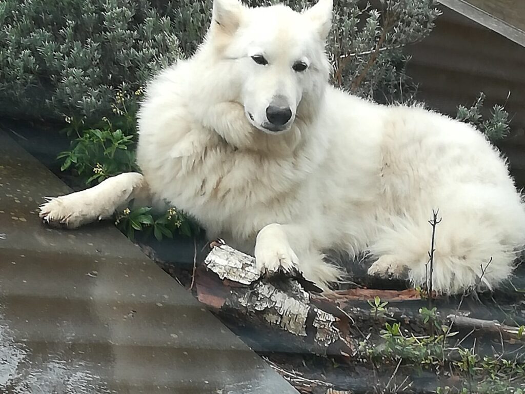 Weißer Schweizer Schäferhund auf einer Wiese