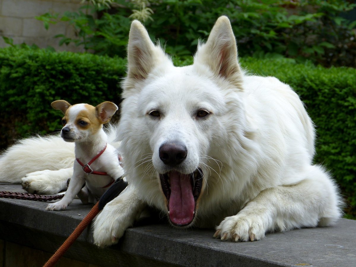 Welpe eines Weißen Schweizer Schäferhunds
