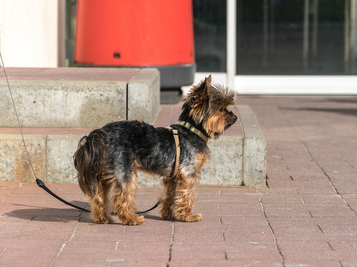 Yorkshire Terrier mit gepflegtem Fell