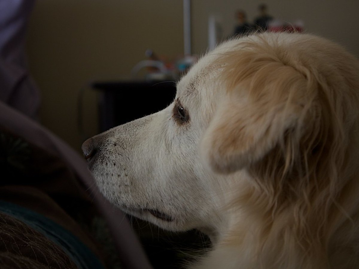 Kennenlernen zwischen Mensch und Tierheimhund