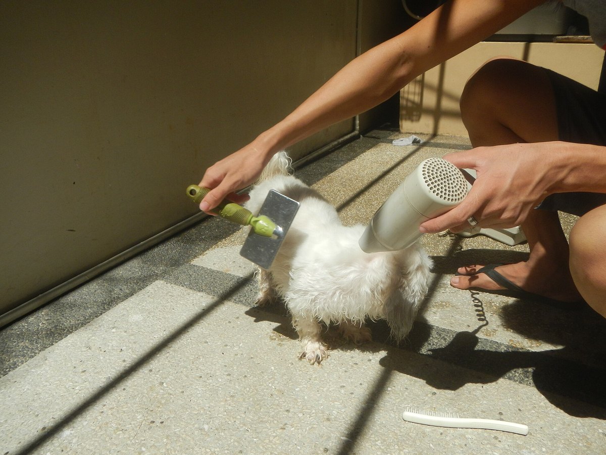 Shih Tzu wird gewaschen und gepflegt