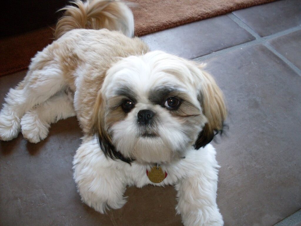 Shih Tzu mit langem Fell schaut in die Kamera