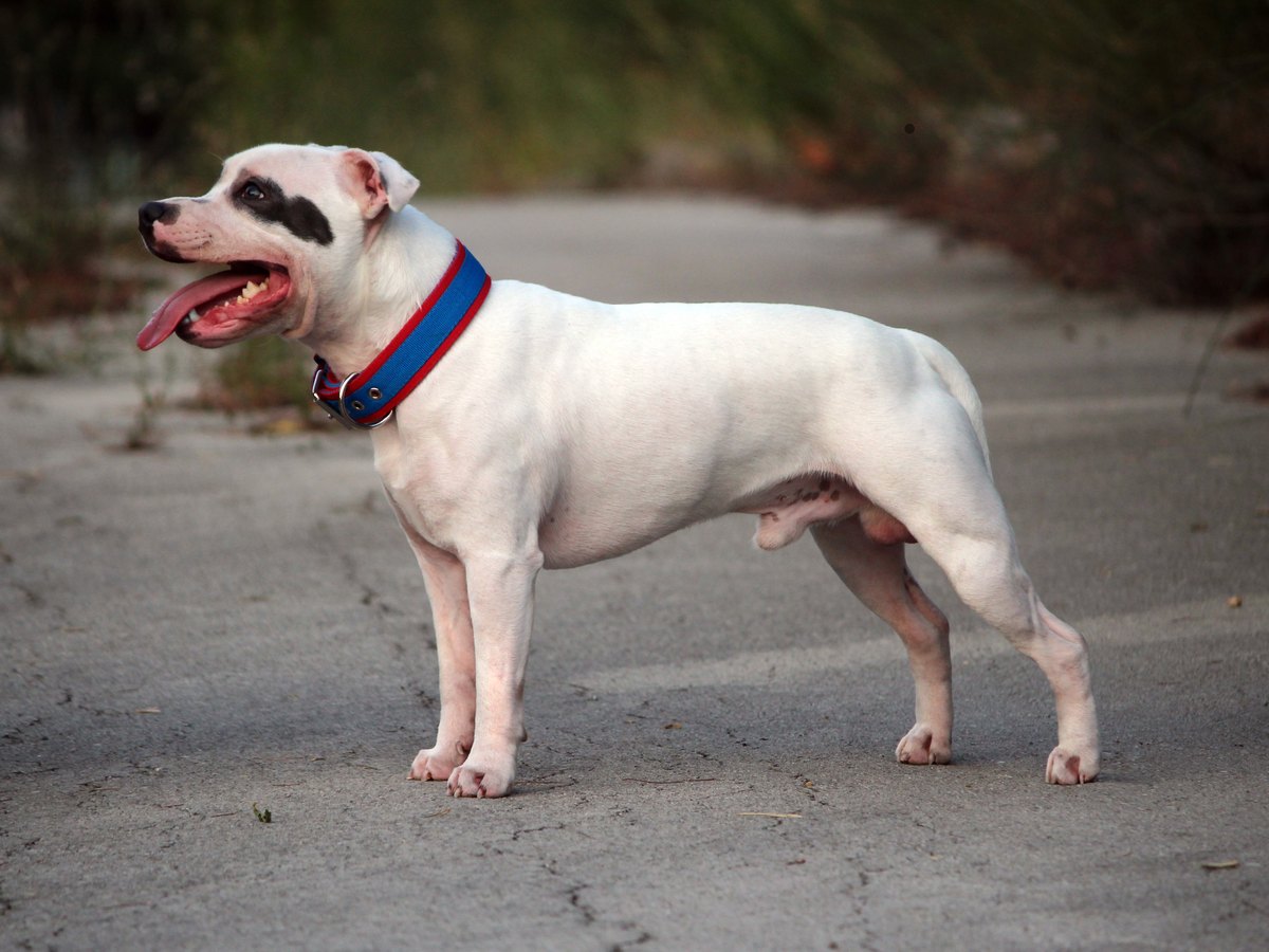 Staffordshire Bull Terrier Welpe spielt im Freien