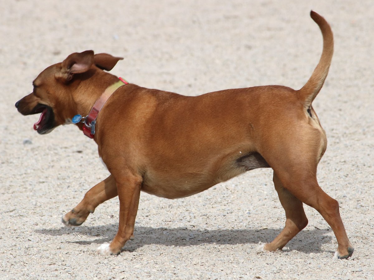 Staffordshire Bull Terrier Welpe sitzt in einem Tierheim-Zwinger
