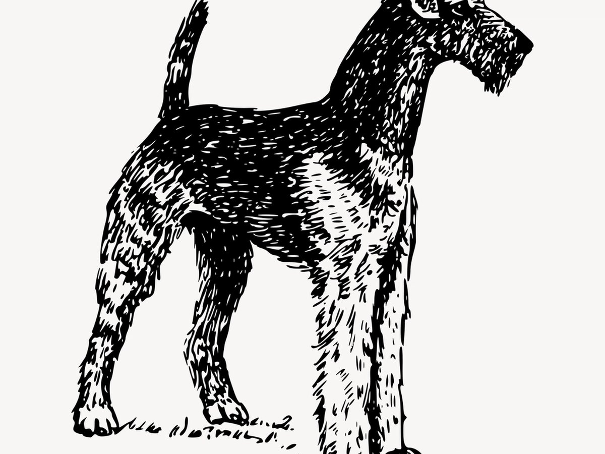 Airedale Terrier