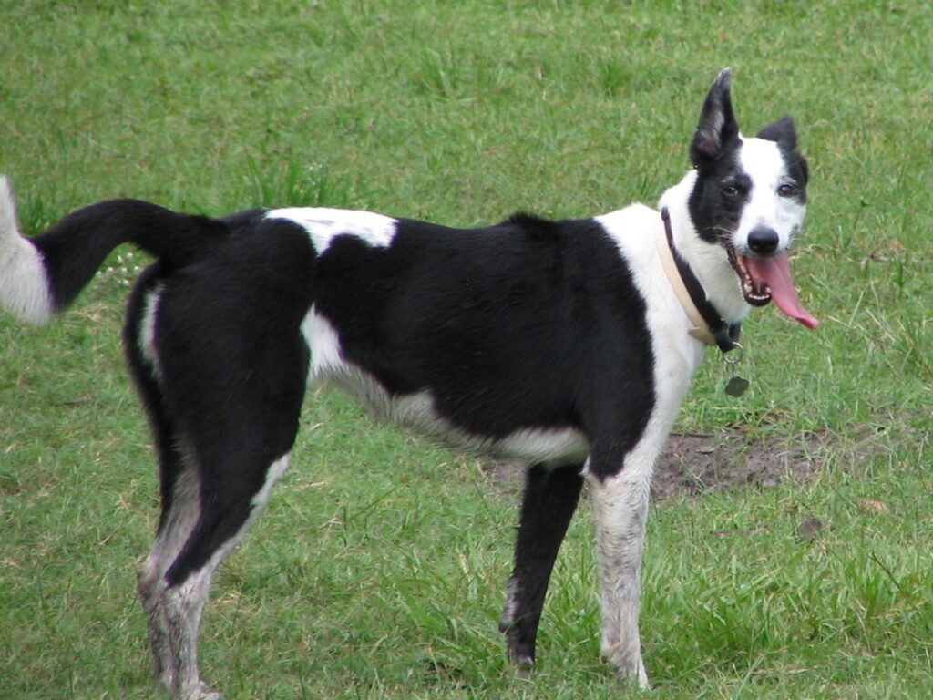 Terrier im Freien