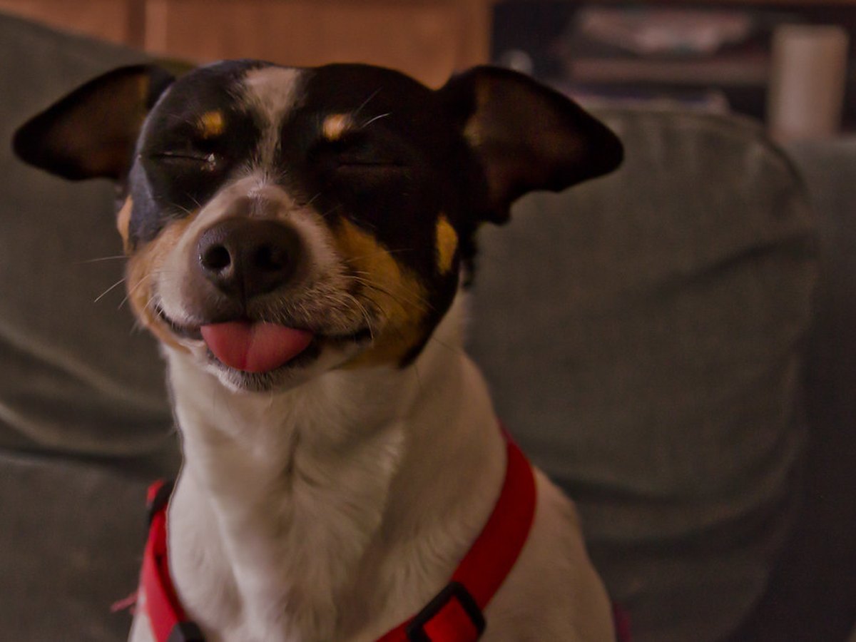 Jack Russell Terrier