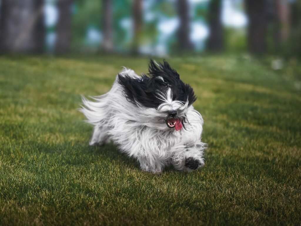 Tibet Terrier mit langem Fell
