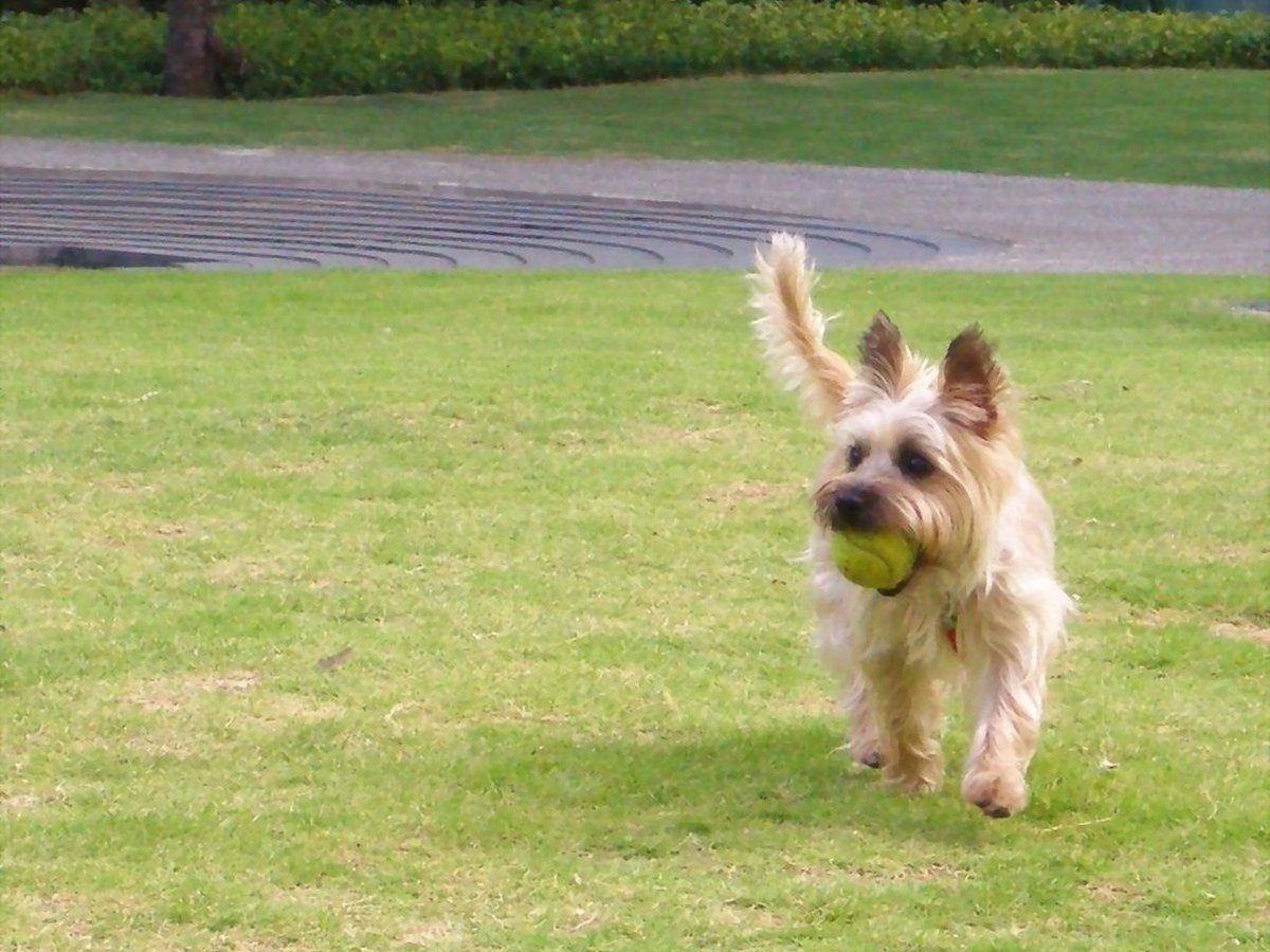 Kleiner Hund beim Spielen
