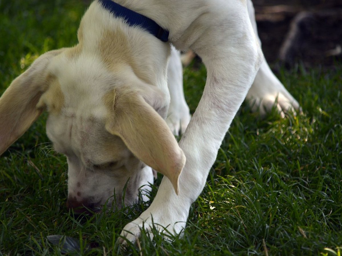 Hund schnüffelt entspannt am Boden während eines Spaziergangs