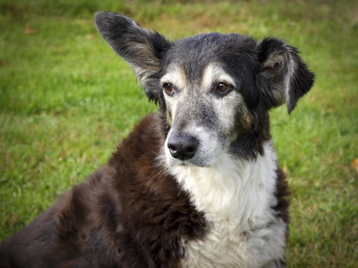 Nahaufnahme eines Hundes mit aufgestellten Ohren und wachem Blick