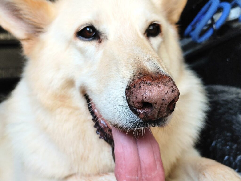 Weisser Schweizer Schäferhund auf einer Wiese