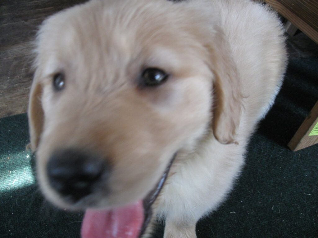 Puppy!