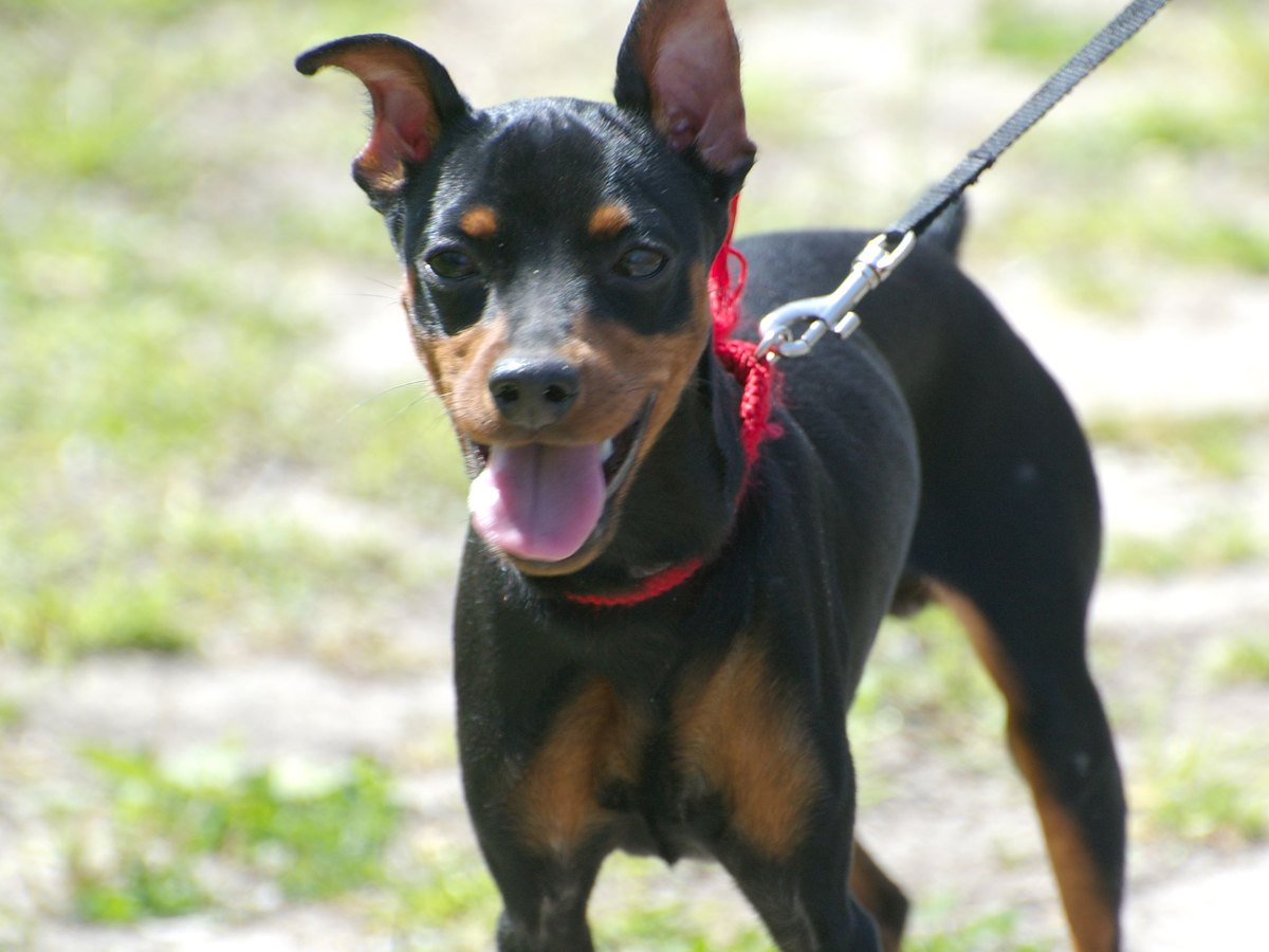 Zwergpinscher mit kurzem, glatt anliegendem Fell