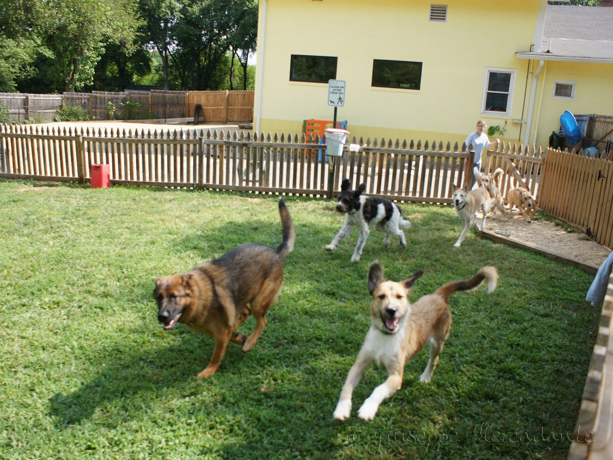 Mehrere Hunde laufen zusammen über eine Rasenfläche
